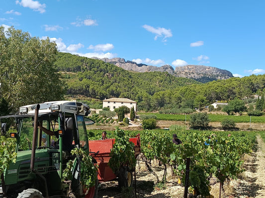 Vendanges 2025 en cours !